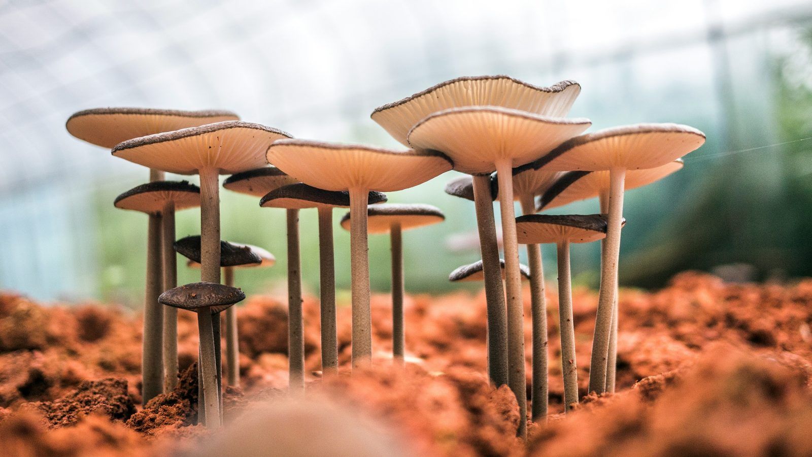 Thailand approves magic mushrooms and opium for medical and research use