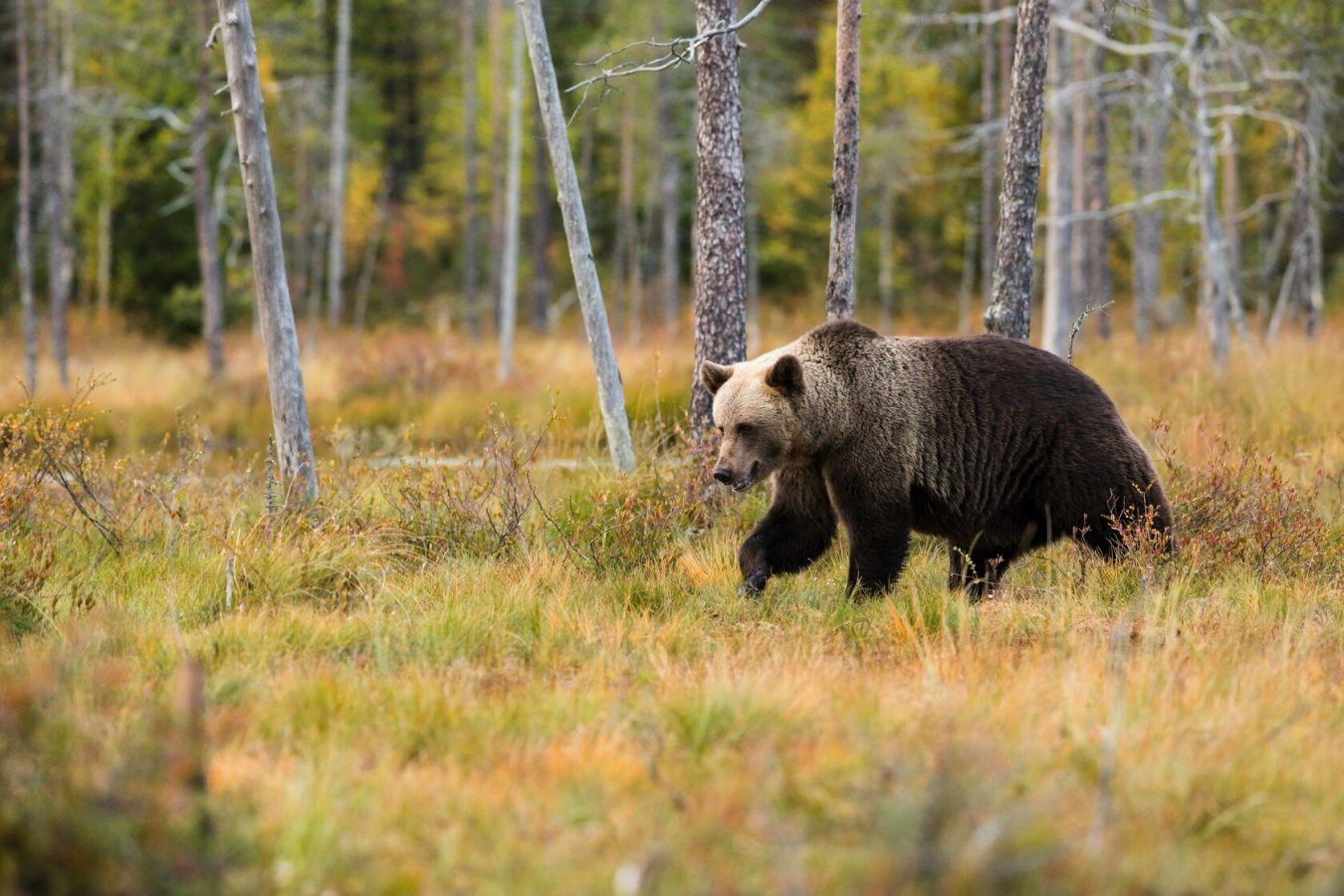 Why women would choose a bear over a man, and what this TikTok trend really means